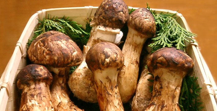 Setas matsutake